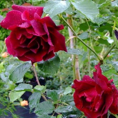 Rosa Étoile de Hollande - rot - kletterrosen